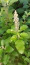 TheÃÂ tulsi plant bloomsÃÂ erect purple or reddishÃÂ flowersÃÂ and produces tiny rust-colored fruit.